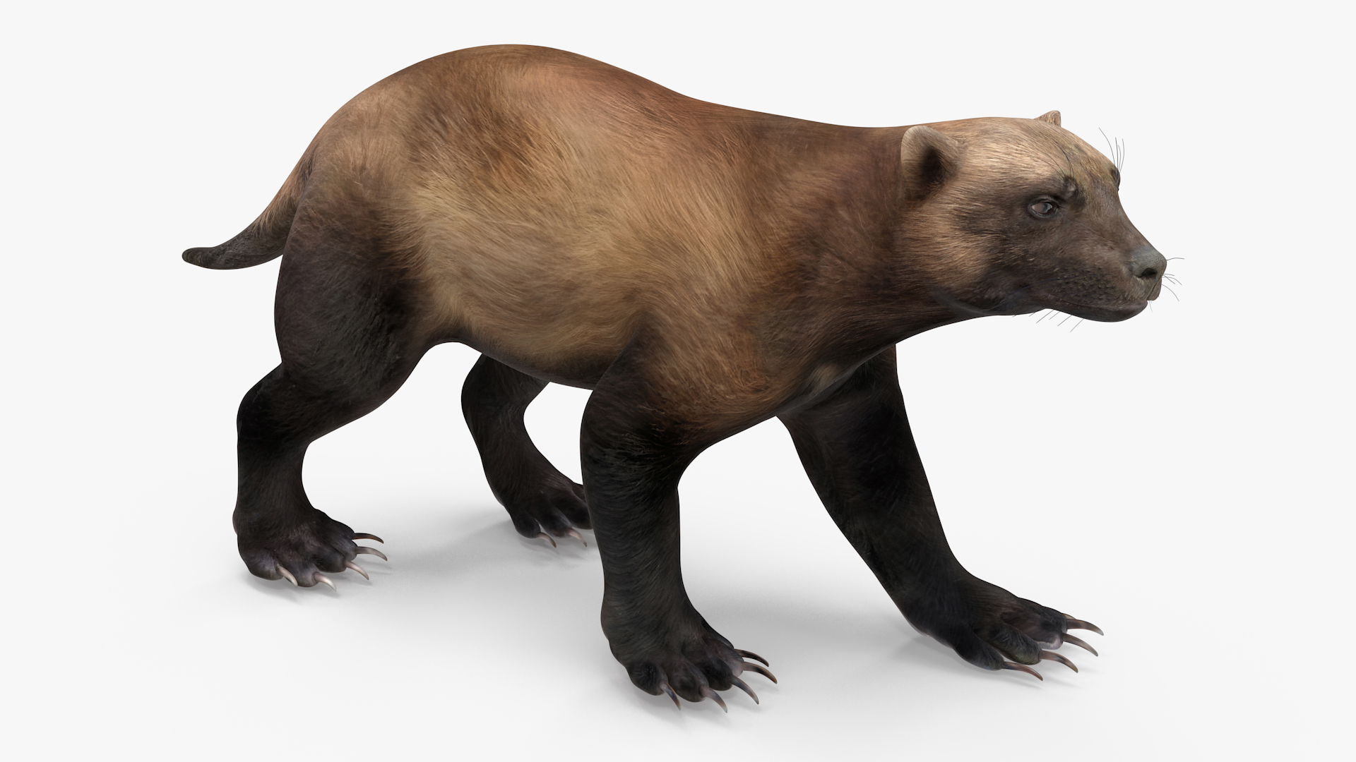 3D Wolverine Dark Color Walking Pose model