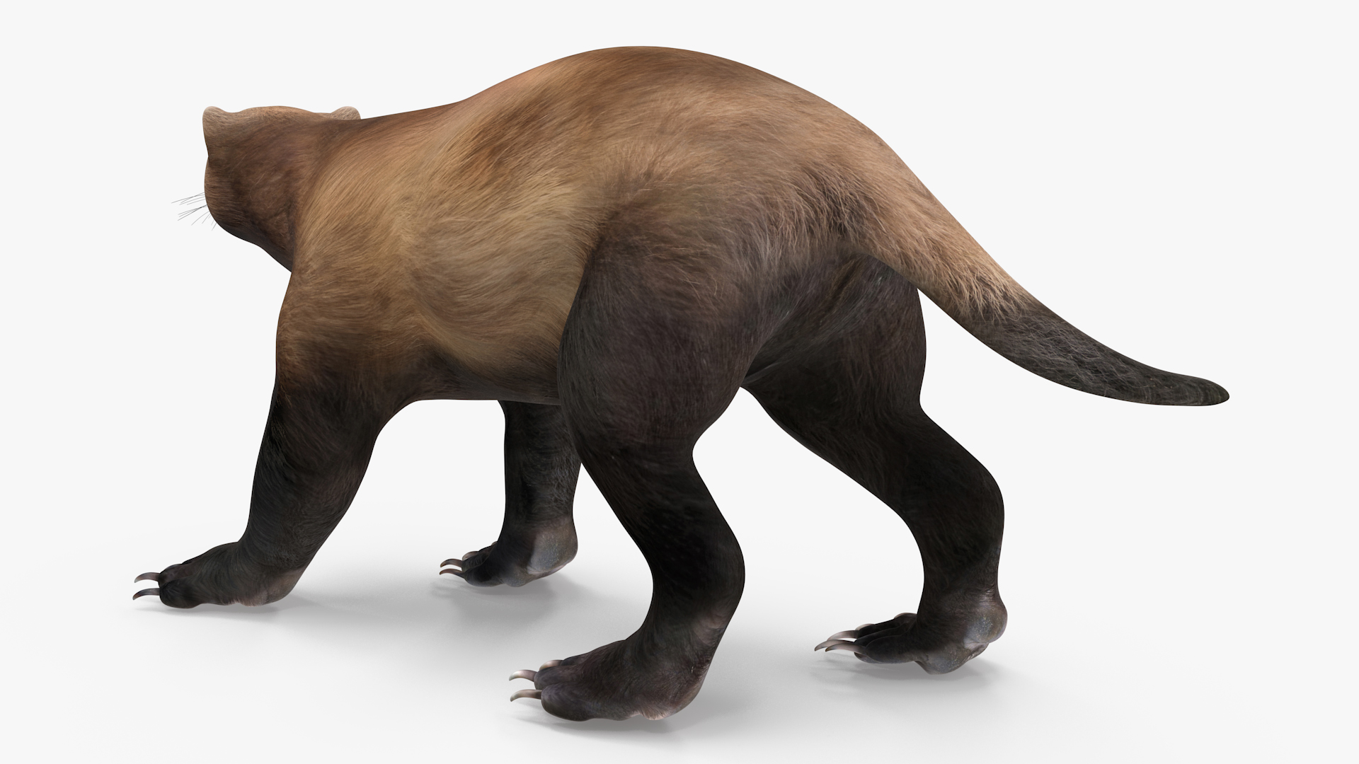3D Wolverine Dark Color Walking Pose model