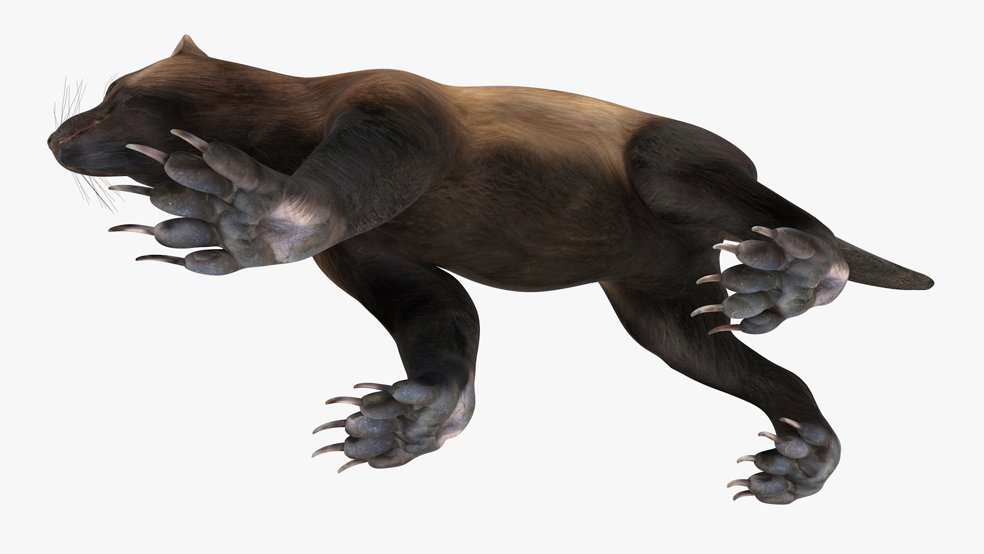 3D Wolverine Dark Color Walking Pose model