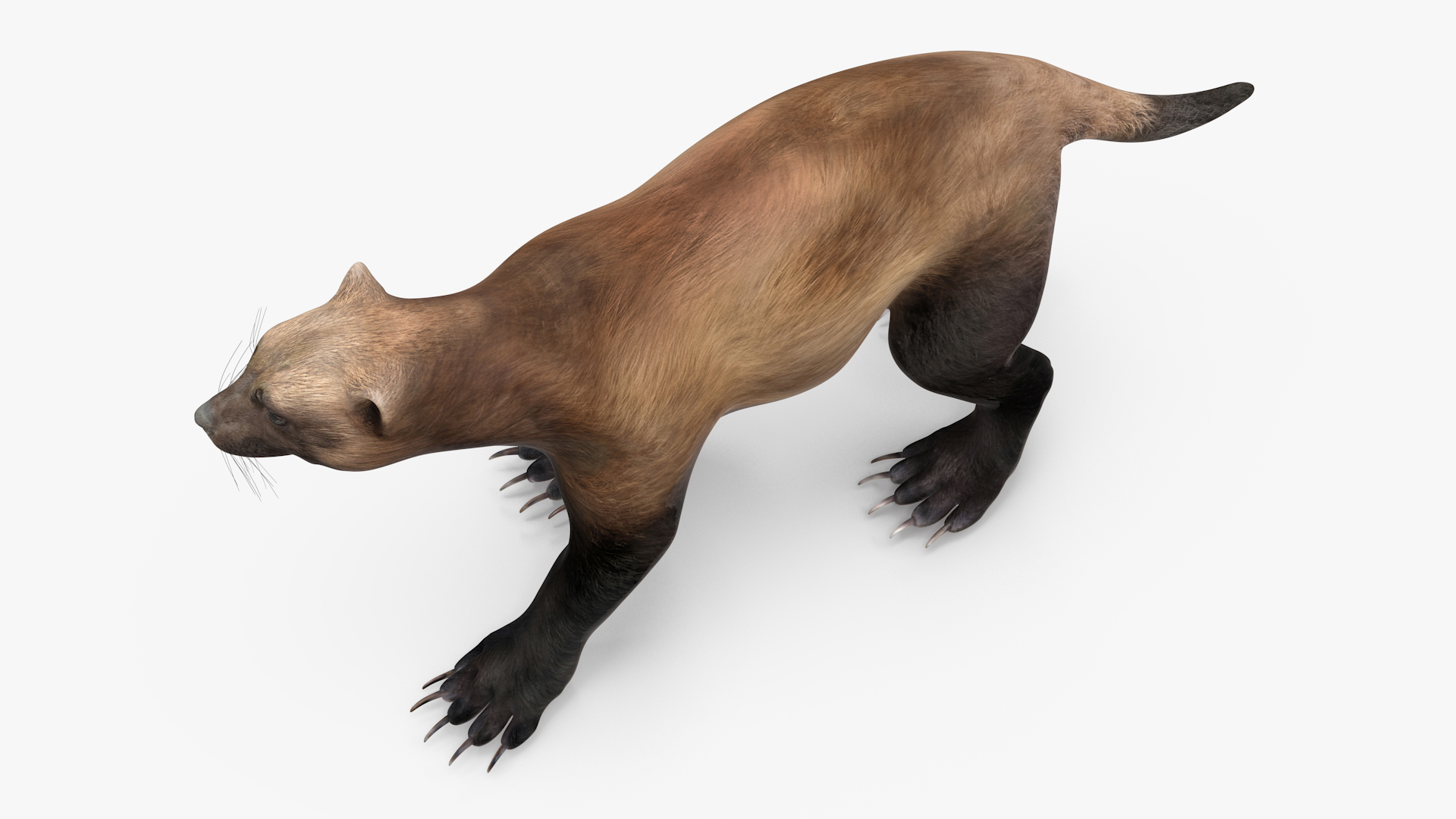 3D Wolverine Dark Color Walking Pose model