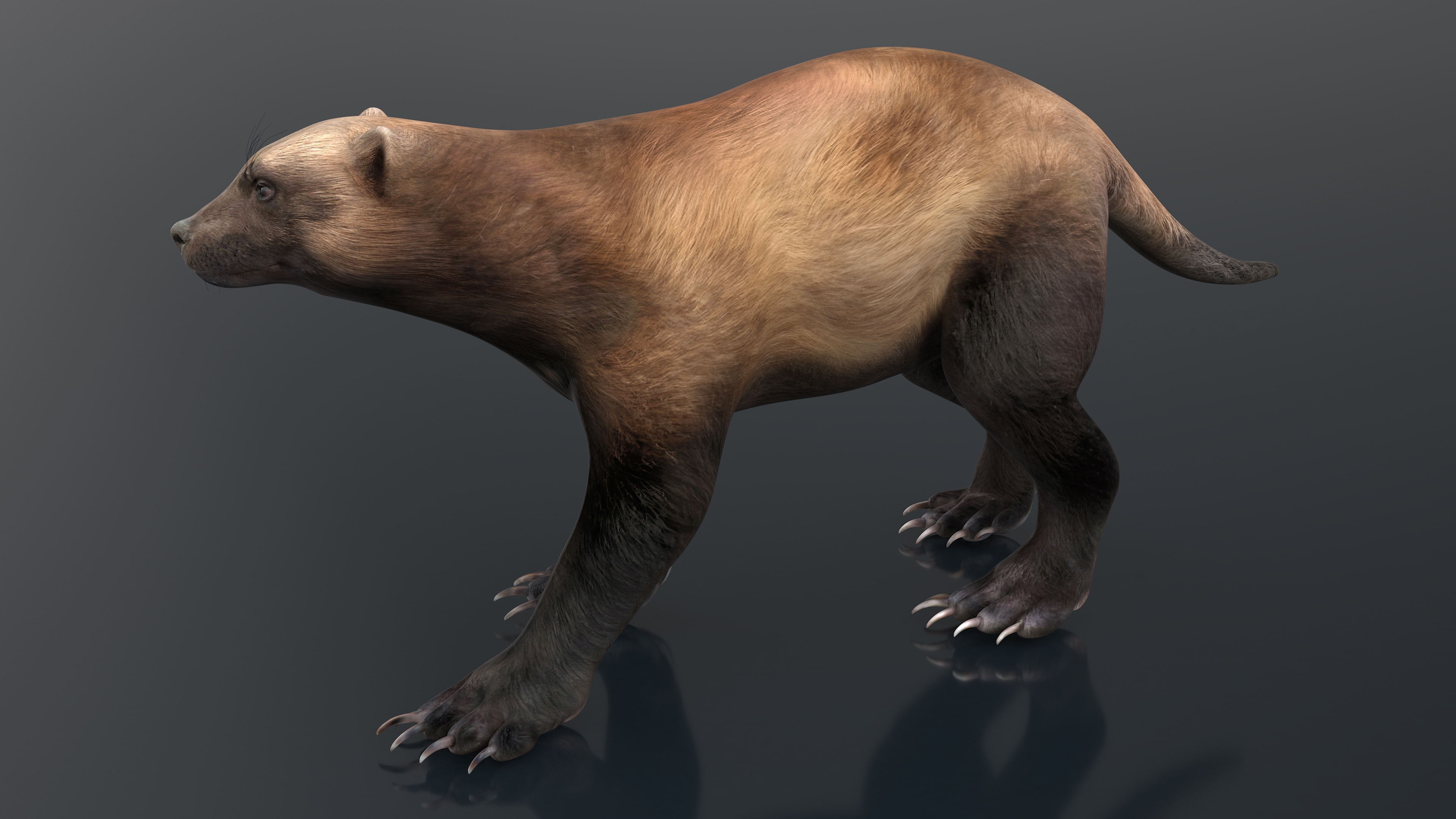 3D Wolverine Dark Color Walking Pose model