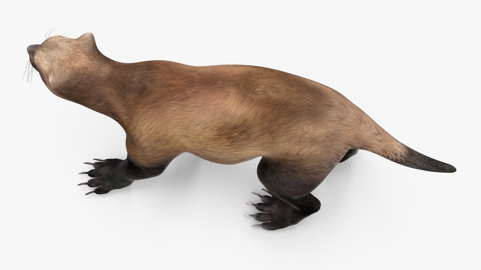 3D Wolverine Dark Color Walking Pose model