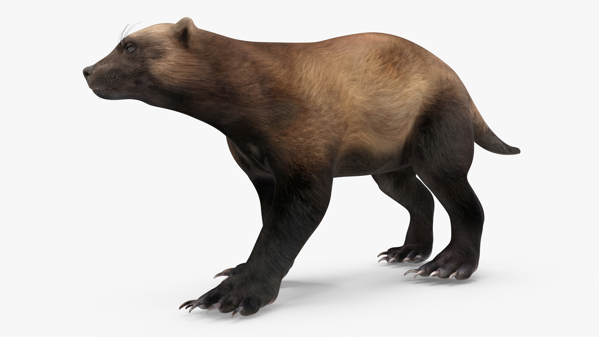 3D Wolverine Dark Color Walking Pose model