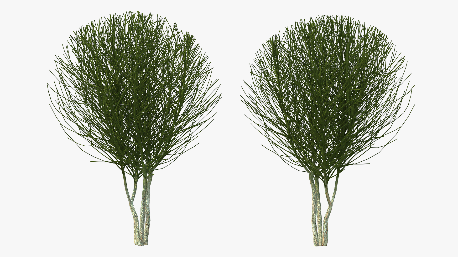 3D model Bare Shrub