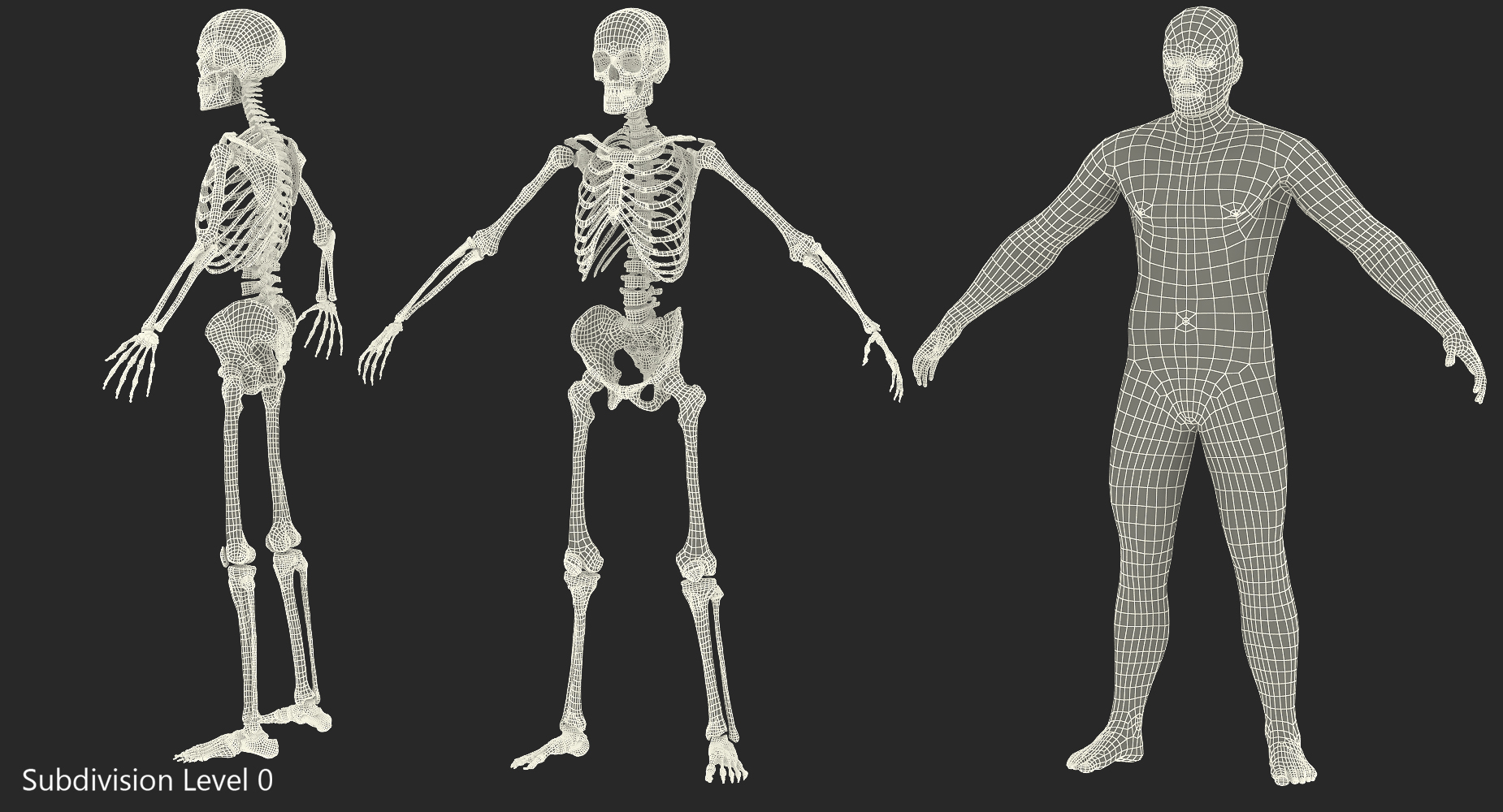 3D model Male Body with Skeleton Rigged