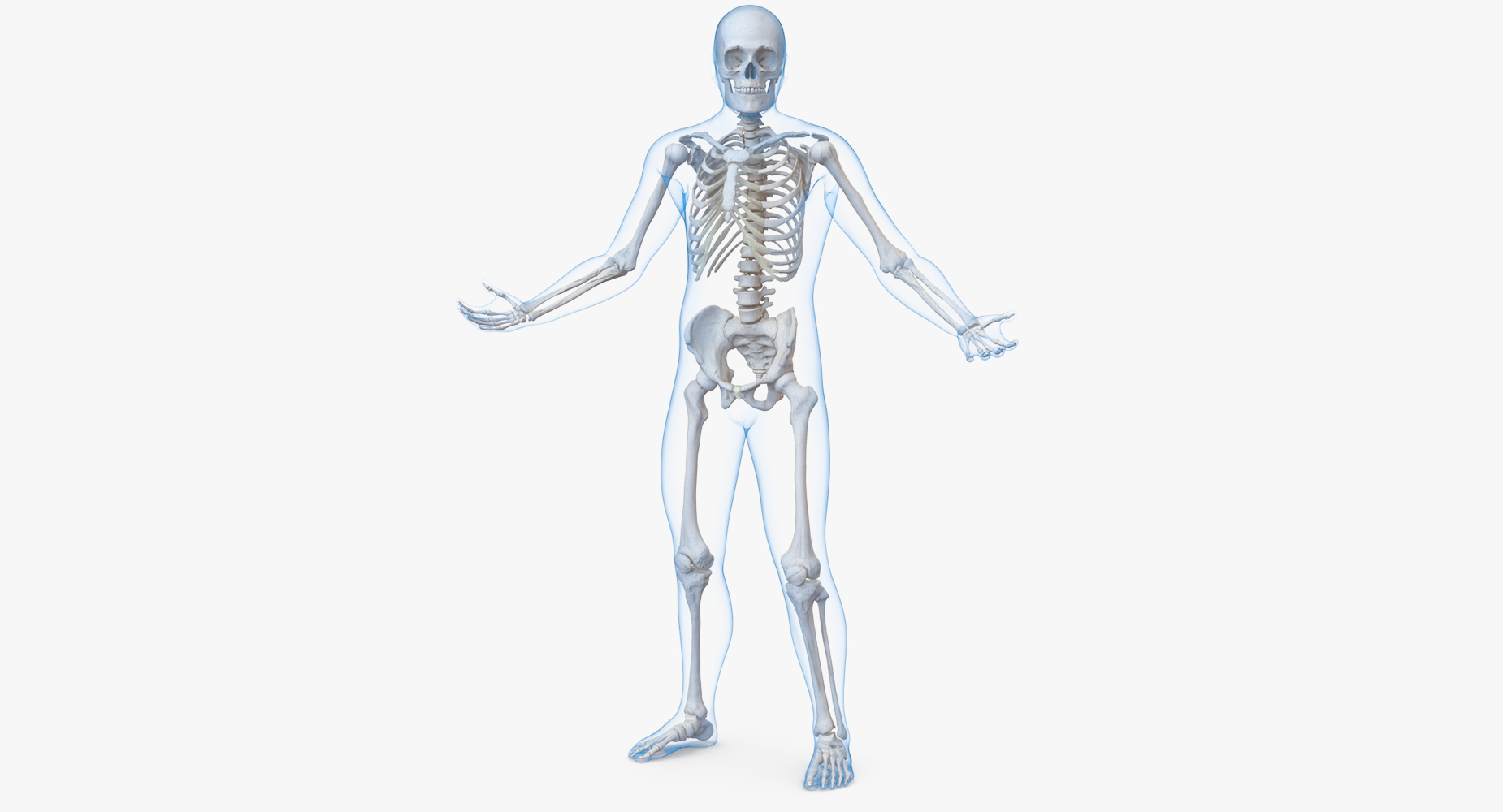 3D model Male Body with Skeleton Rigged