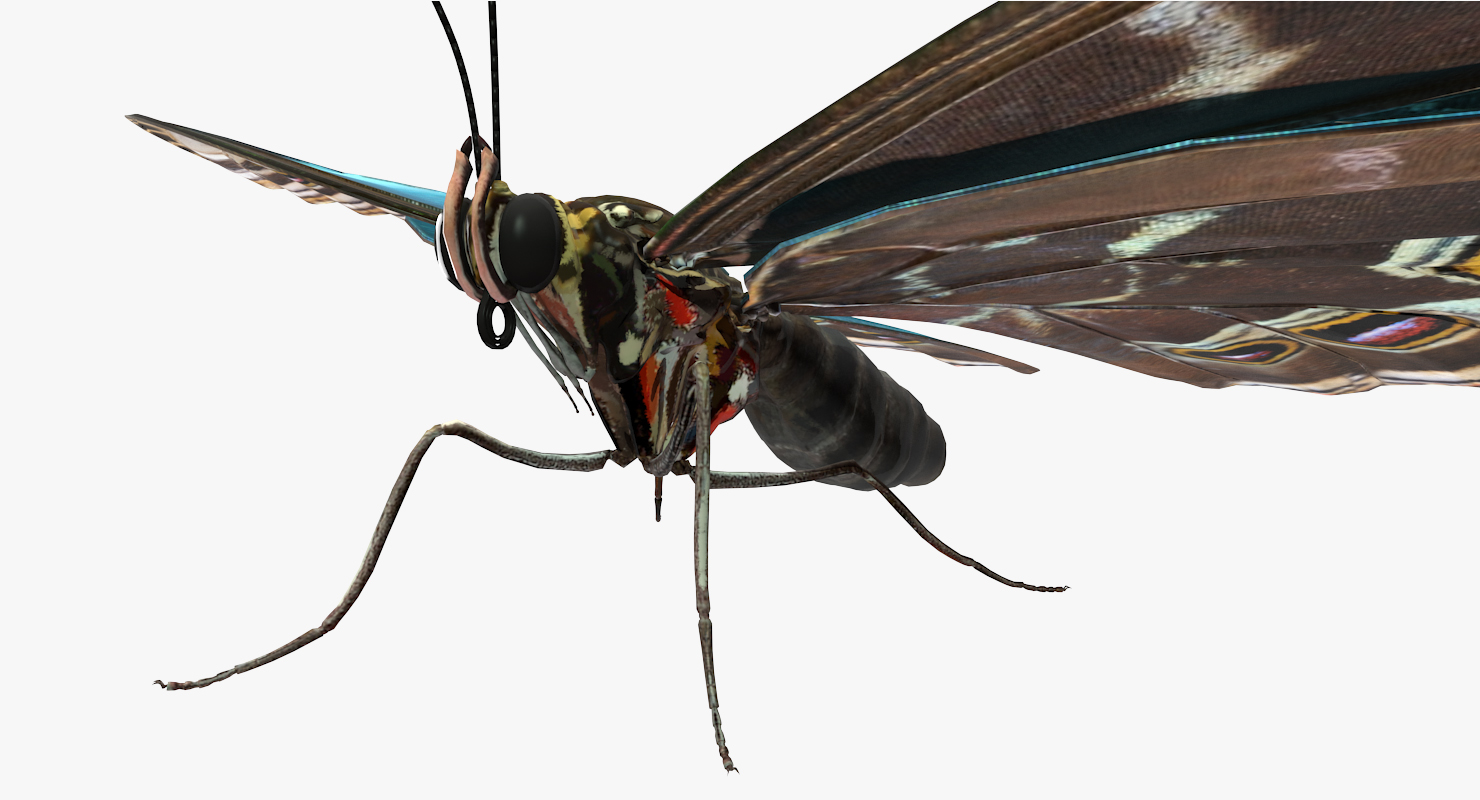 3D model Butterfly Morpho Peleides