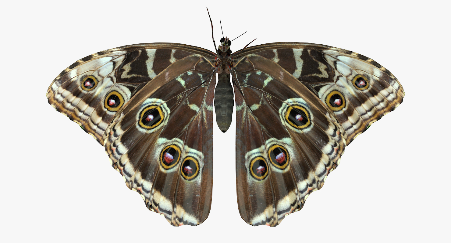 3D model Butterfly Morpho Peleides