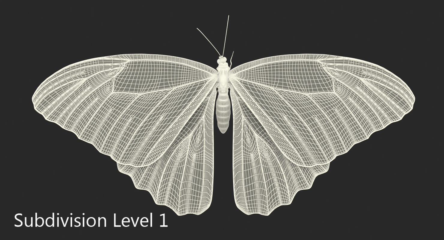 3D model Butterfly Morpho Peleides