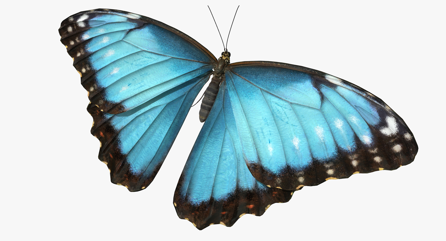 3D model Butterfly Morpho Peleides
