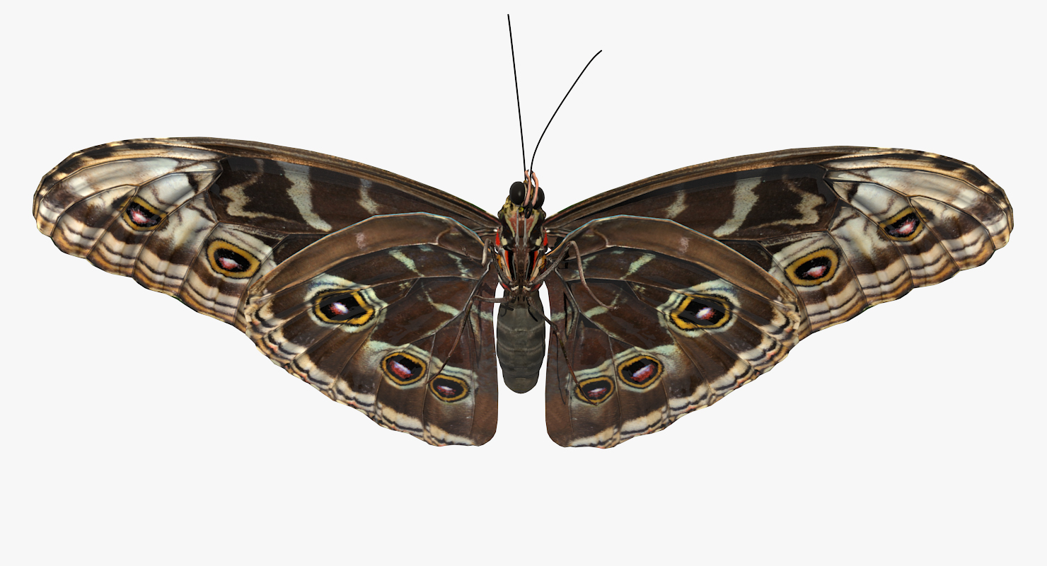 3D model Butterfly Morpho Peleides
