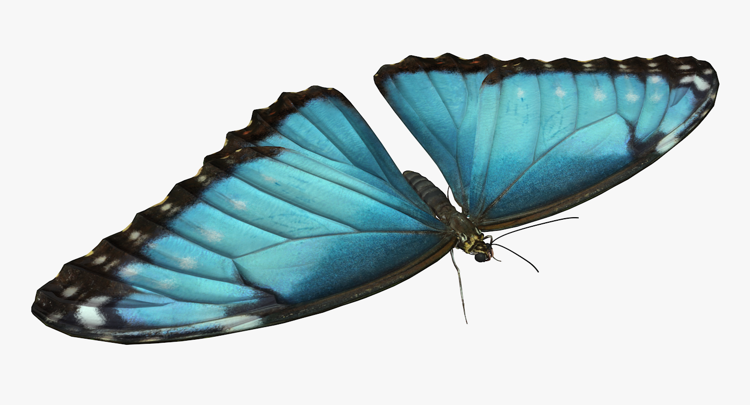3D model Butterfly Morpho Peleides