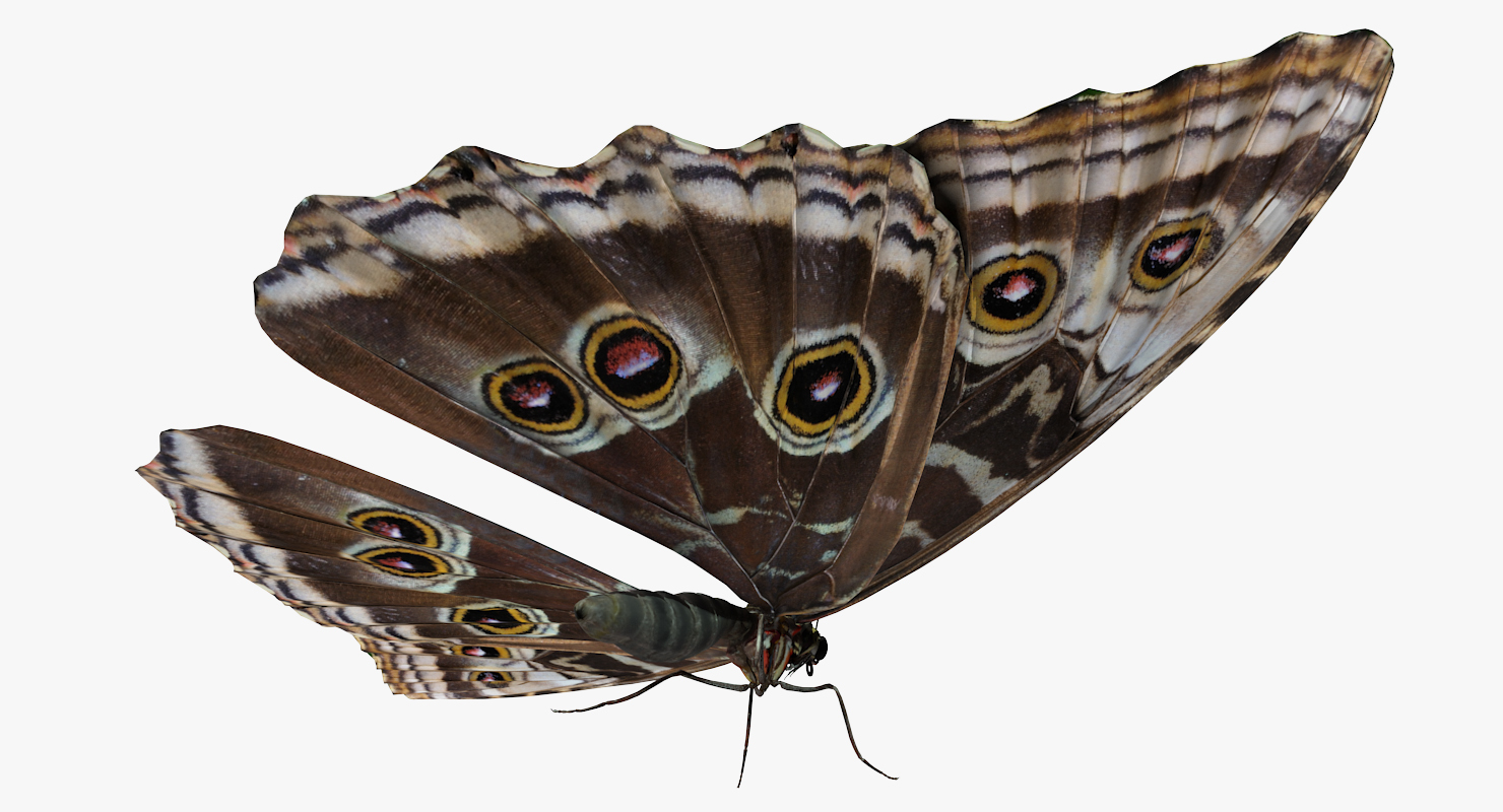 3D model Butterfly Morpho Peleides