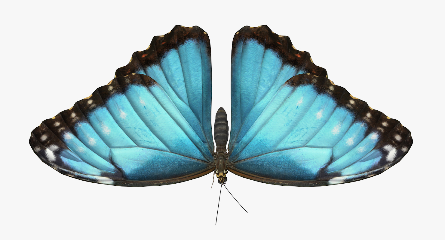 3D model Butterfly Morpho Peleides