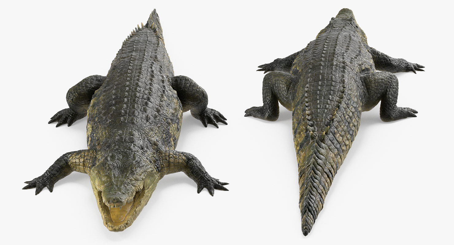 Crocodile 3D model
