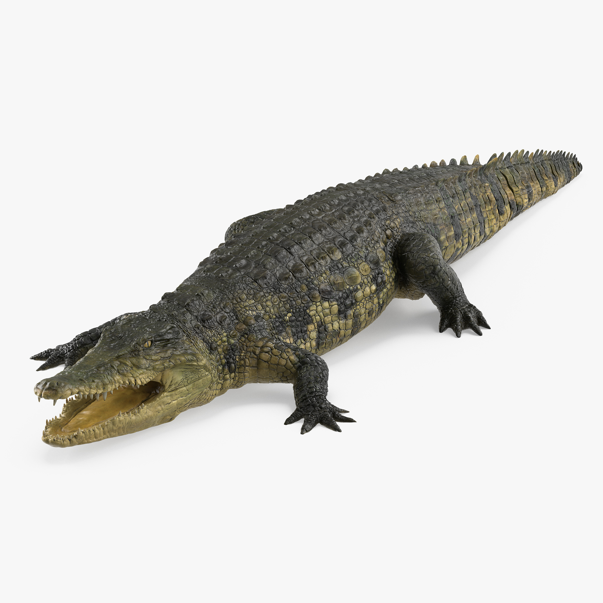 Crocodile, view 12