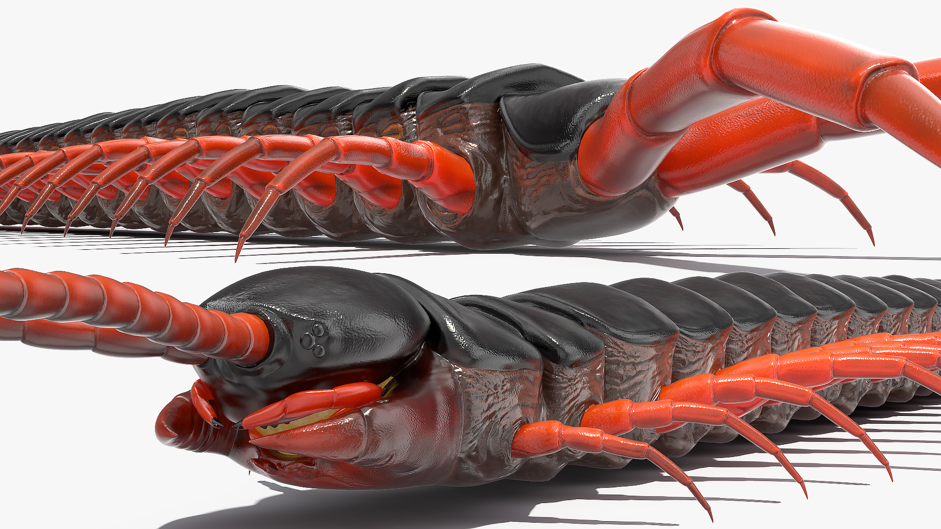 3D Scolopendra Subspinipes model