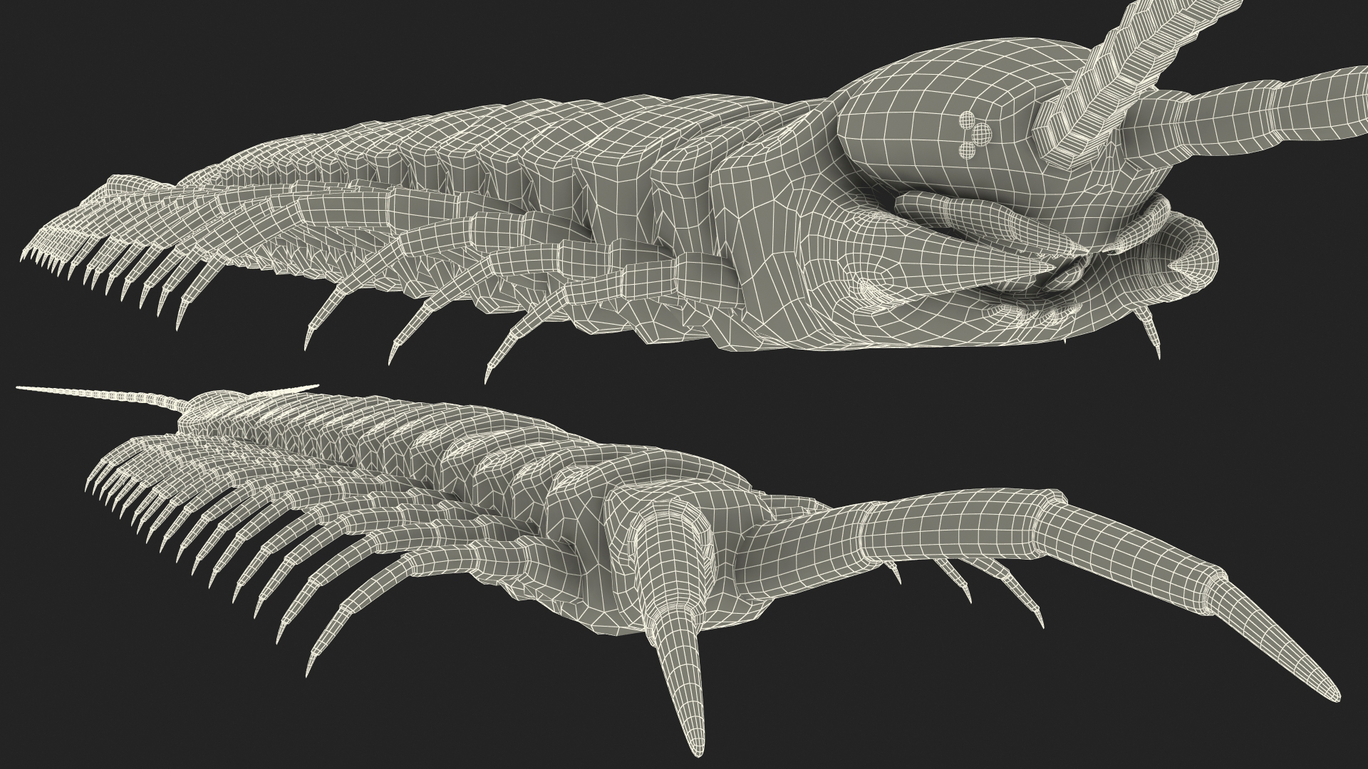 3D Scolopendra Subspinipes model