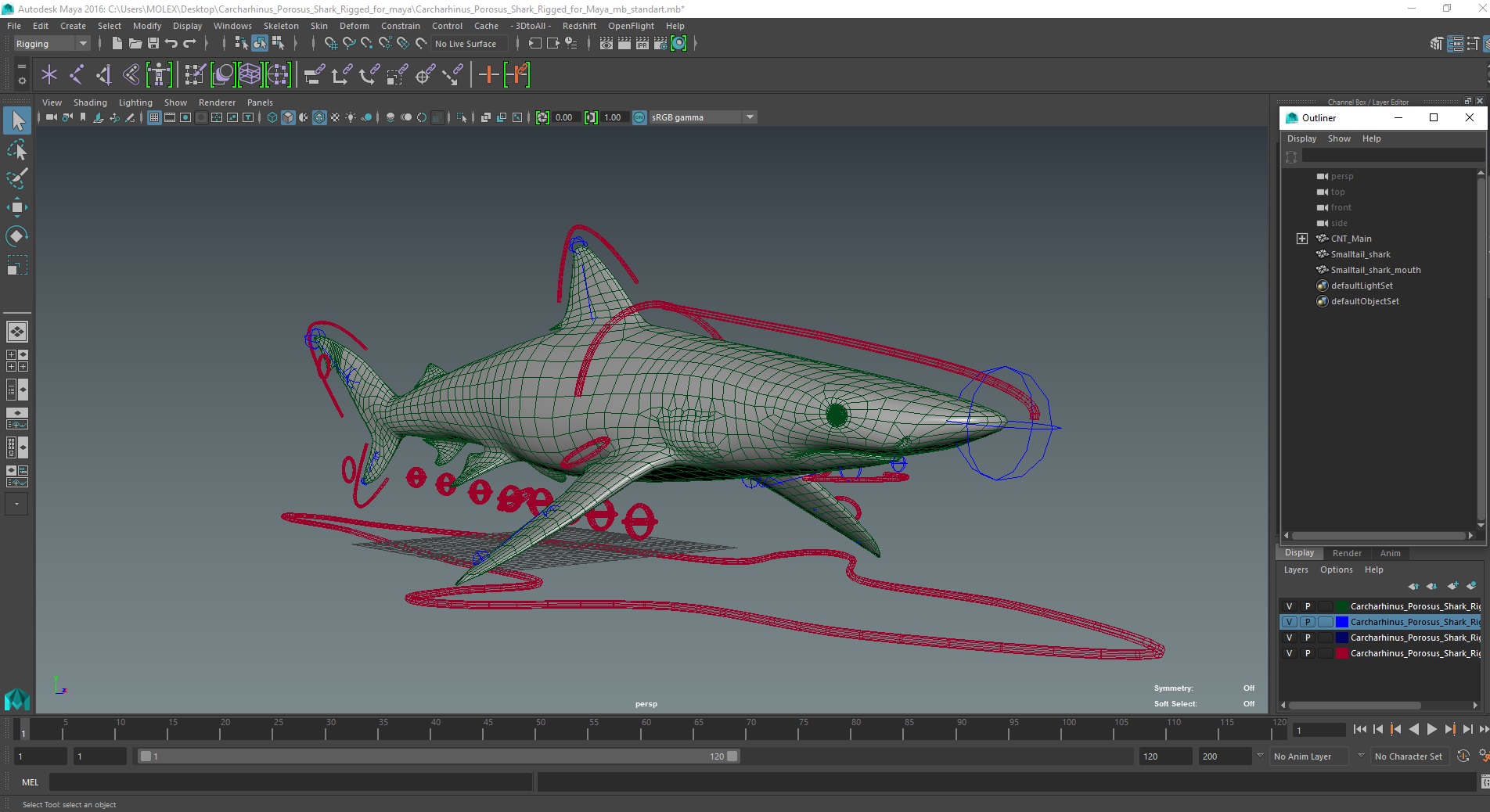 Realistic Spinner Shark Rigged for Maya 3D model