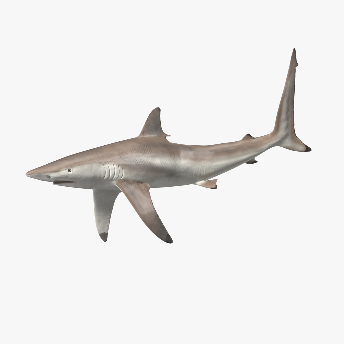 Realistic Spinner Shark Rigged for Maya 3D model