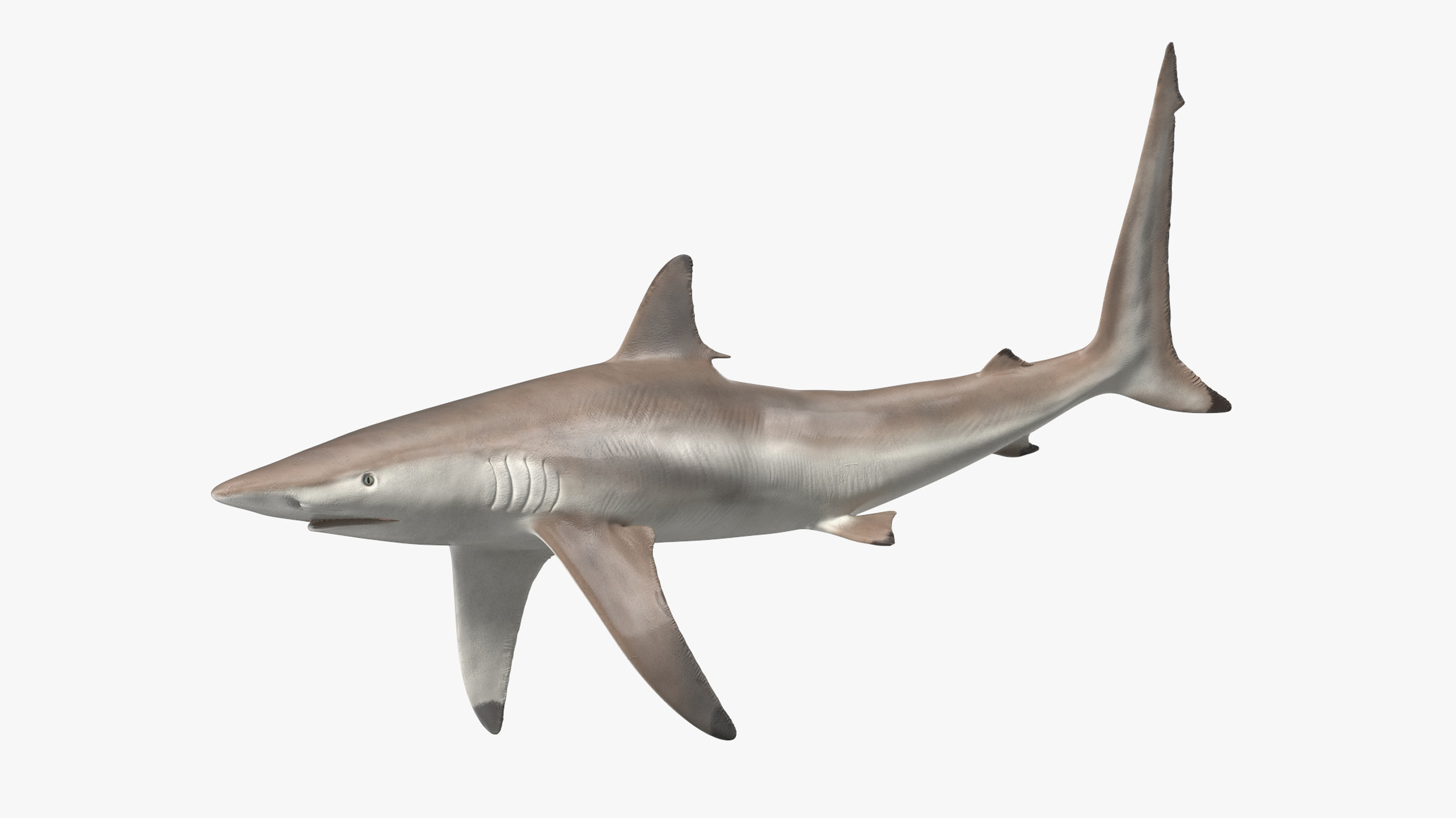Realistic Spinner Shark Rigged for Maya 3D model