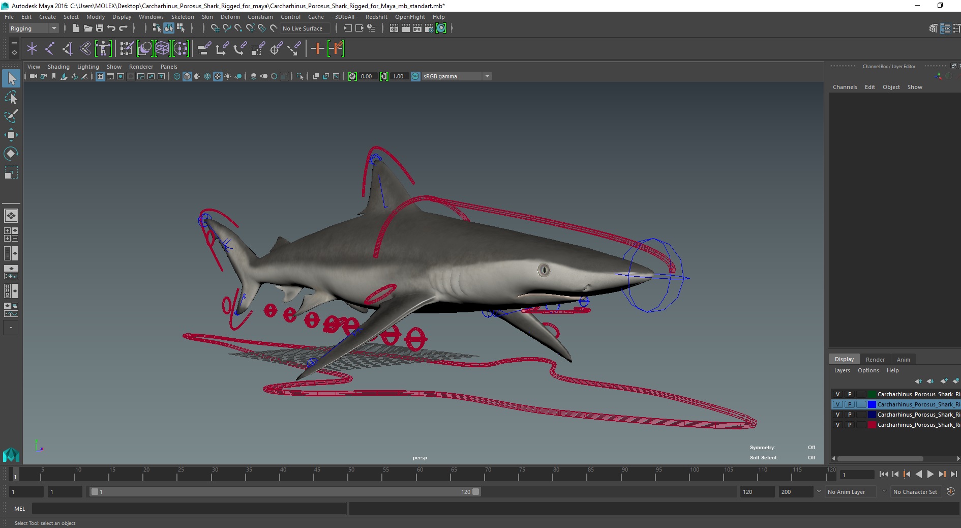 Realistic Spinner Shark Rigged for Maya 3D model