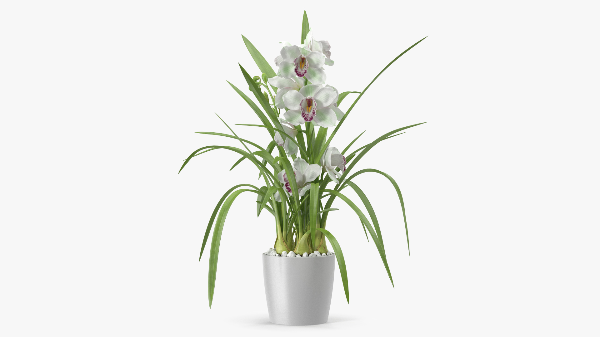 Orchid Pot Flower White Fur 3D