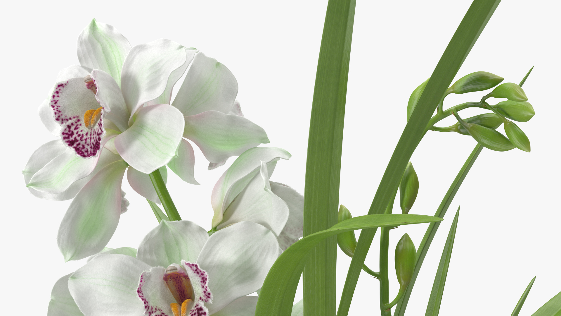 Orchid Pot Flower White Fur 3D
