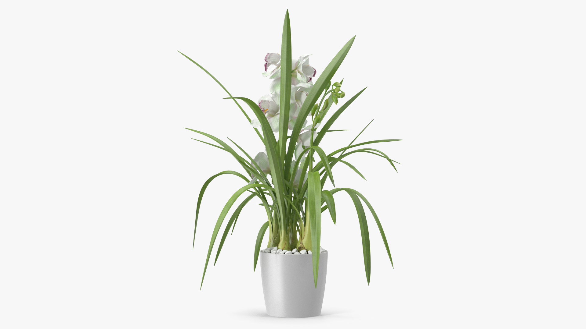 Orchid Pot Flower White Fur 3D