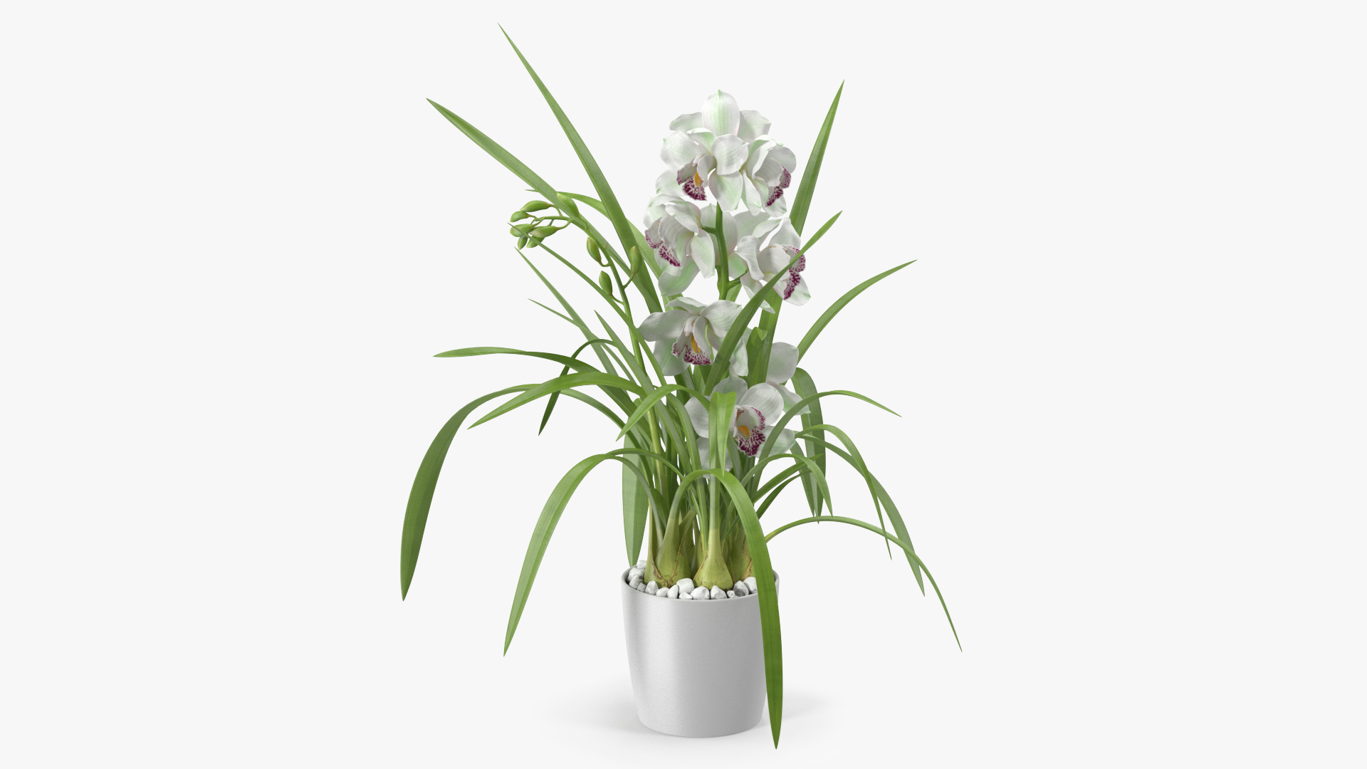 Orchid Pot Flower White Fur 3D