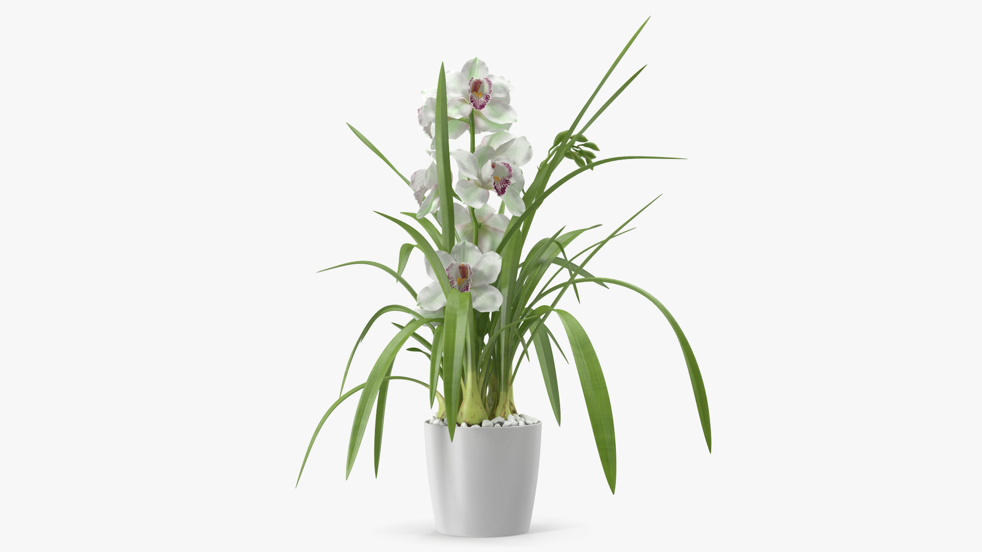 Orchid Pot Flower White Fur 3D
