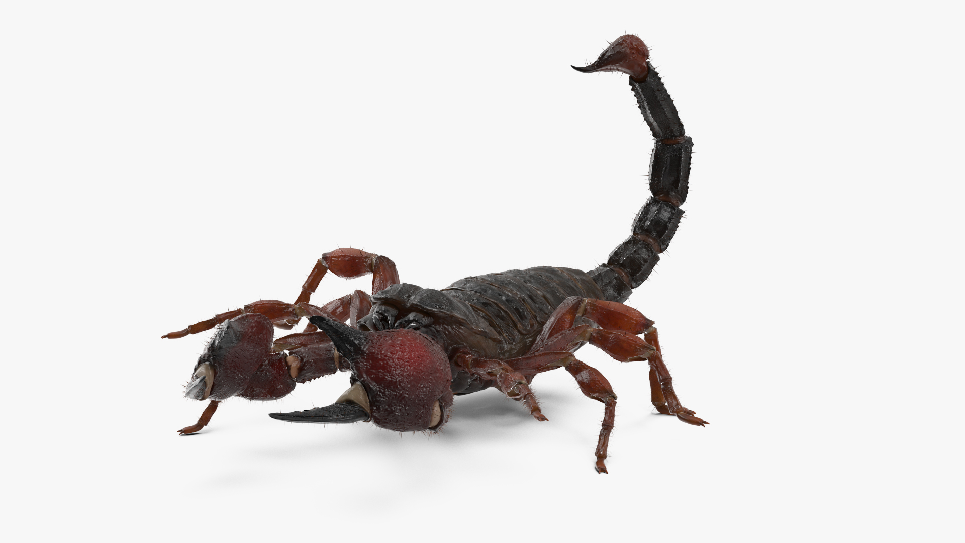 Realistic Scorpion Fur Rigged 3D model