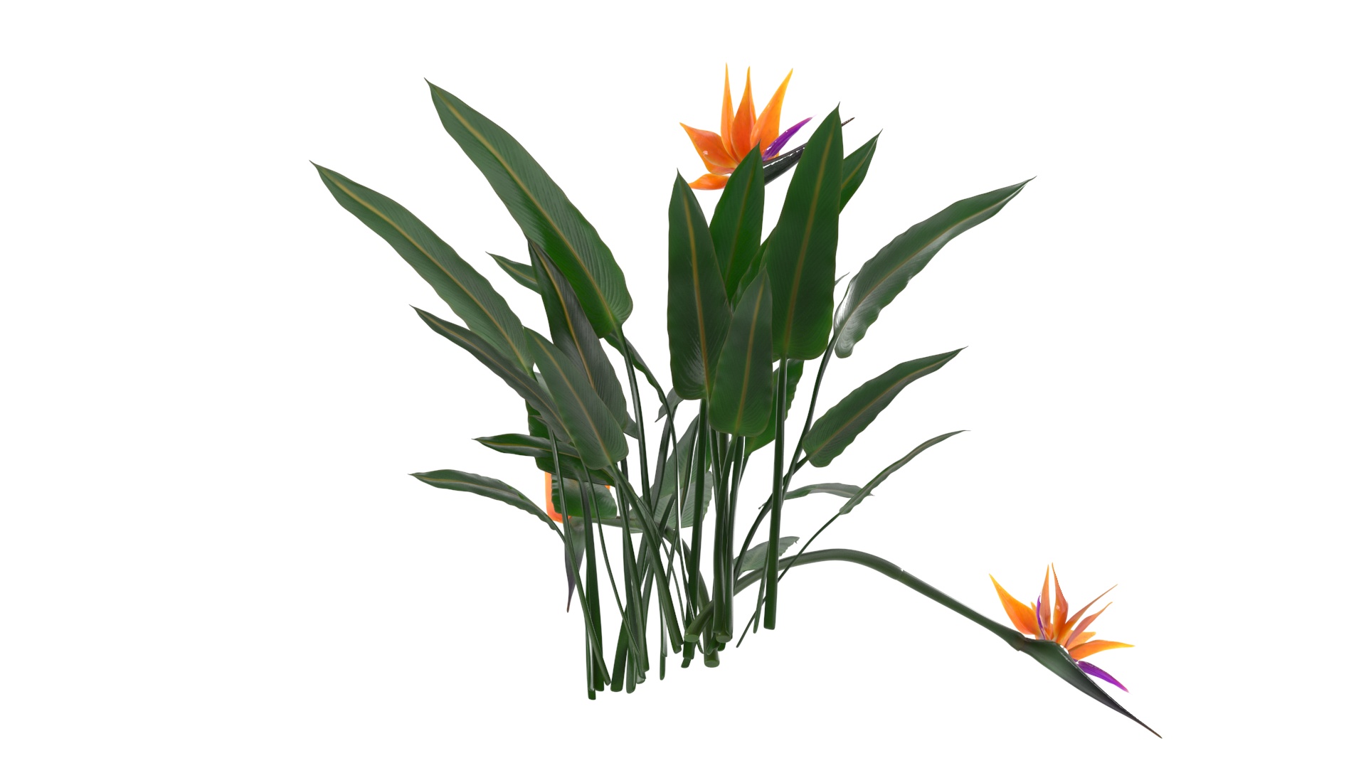 3D Strelitzia Reginae Tropical Plant model