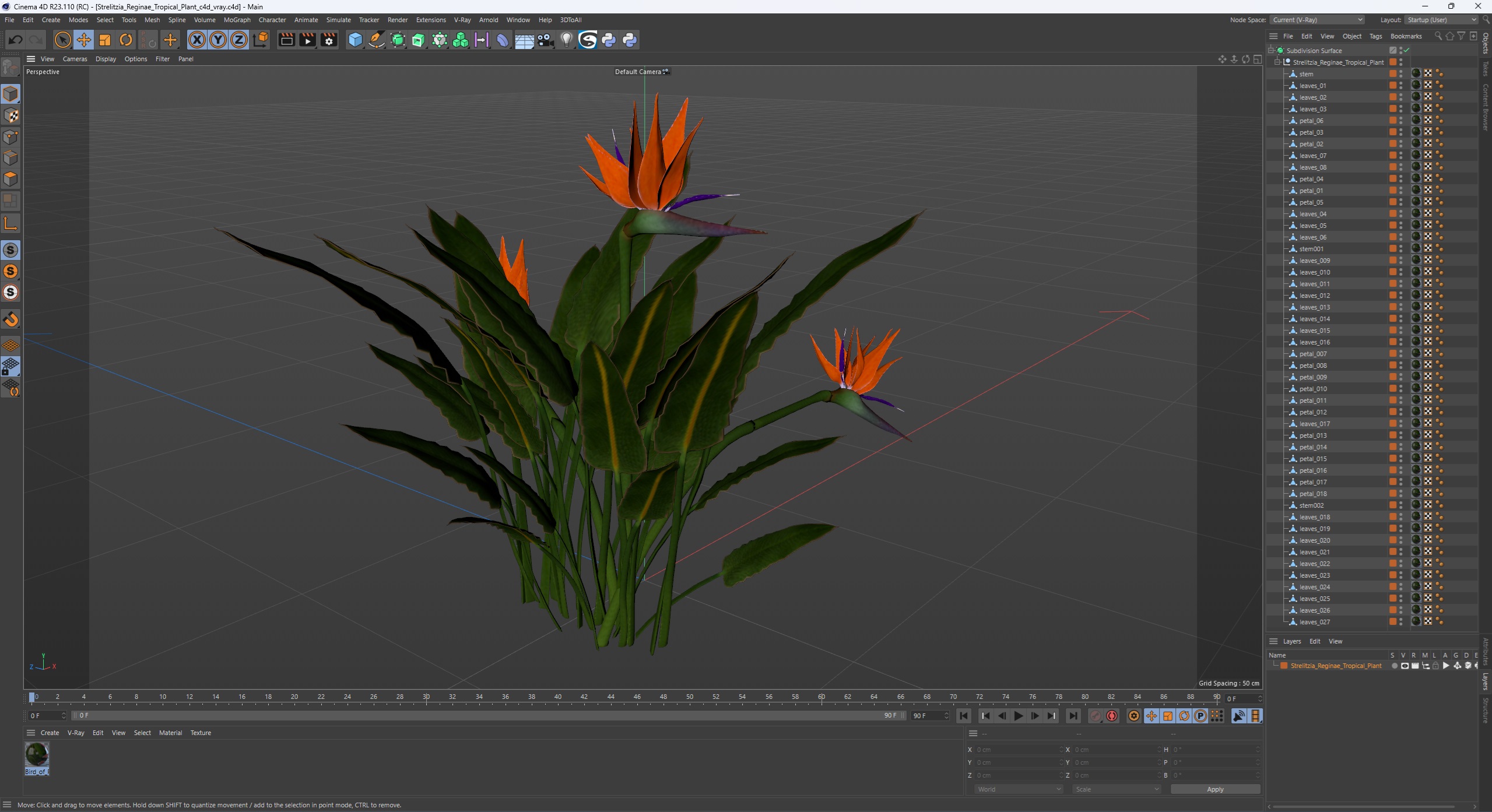 3D Strelitzia Reginae Tropical Plant model