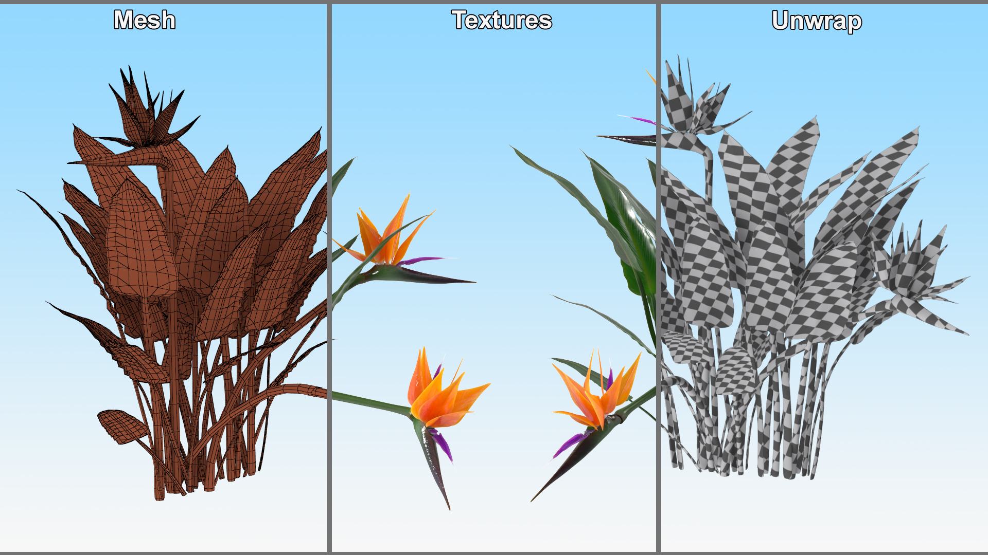 3D Strelitzia Reginae Tropical Plant model