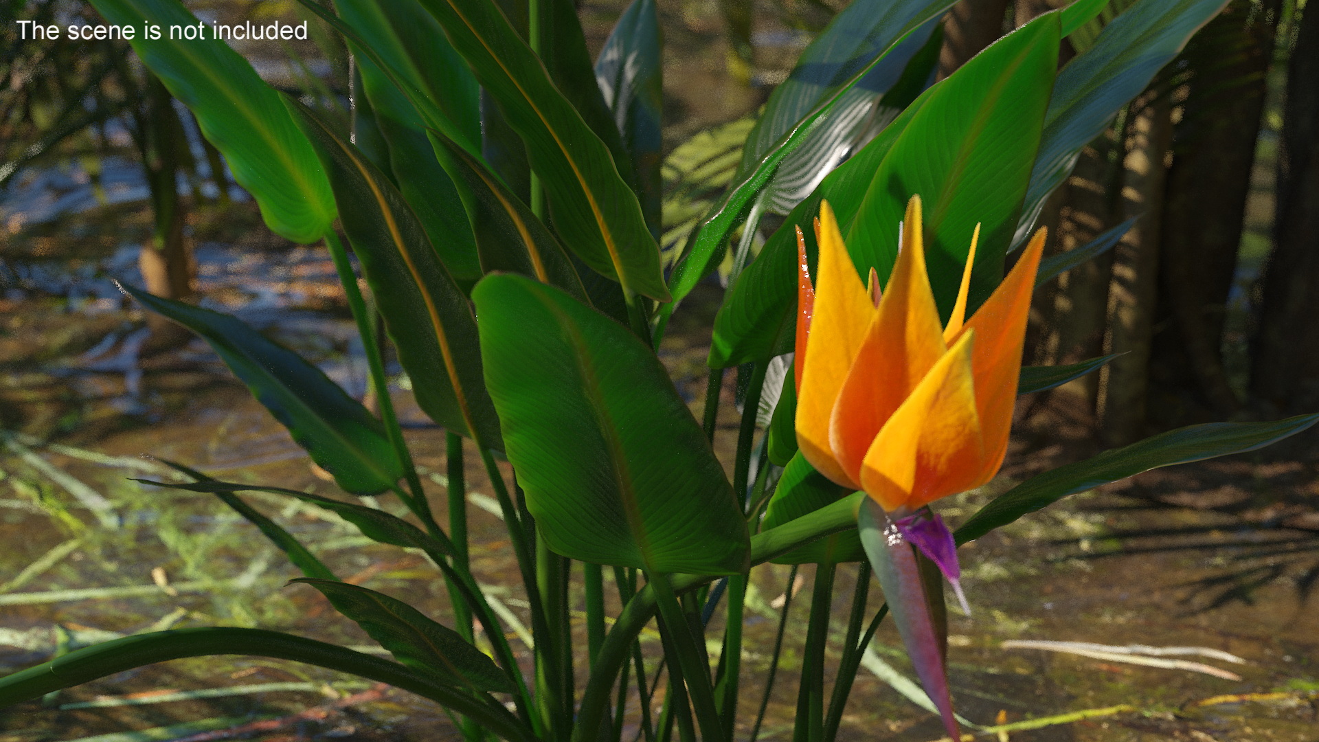3D Strelitzia Reginae Tropical Plant model