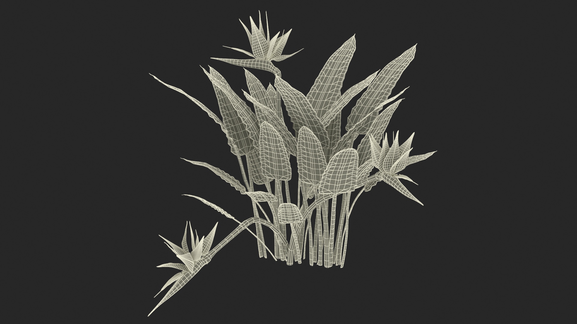 3D Strelitzia Reginae Tropical Plant model