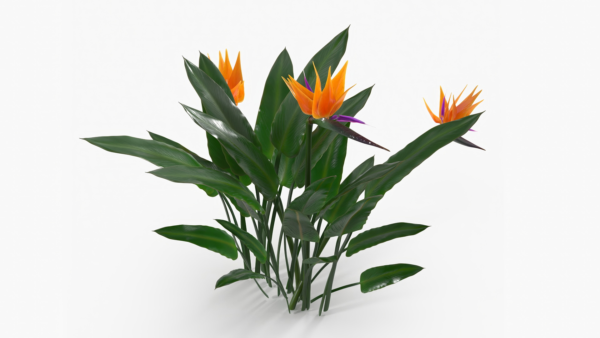 3D Strelitzia Reginae Tropical Plant model