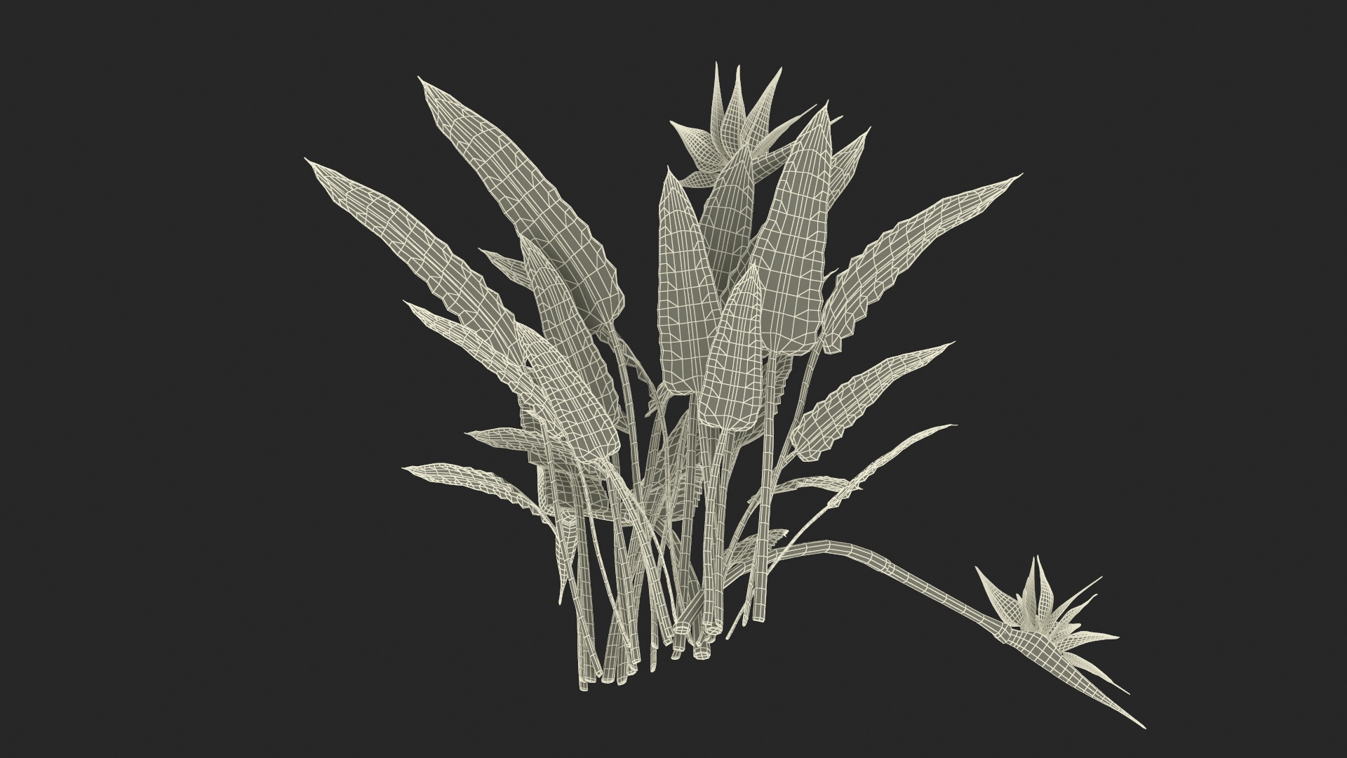 3D Strelitzia Reginae Tropical Plant model