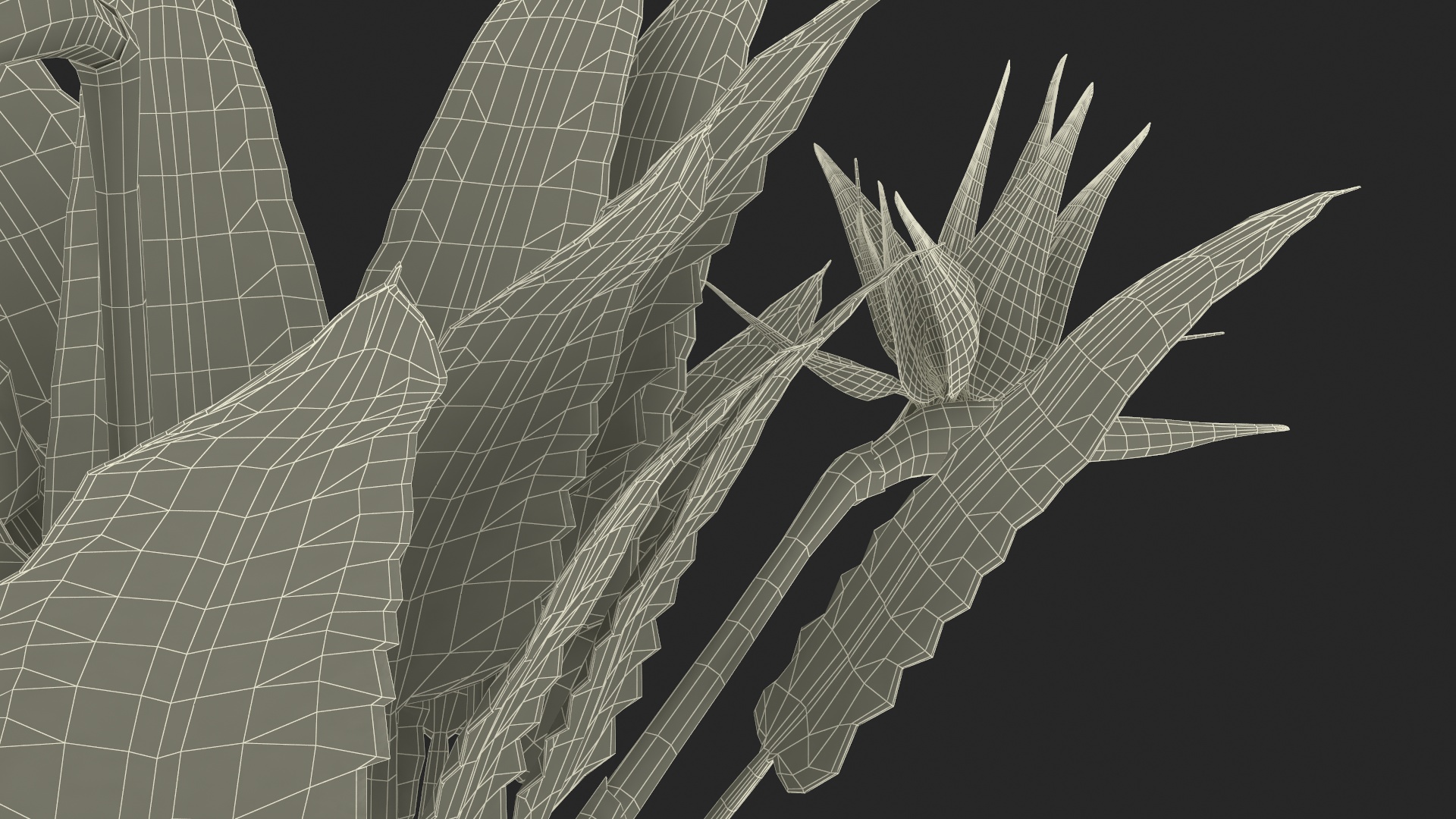3D Strelitzia Reginae Tropical Plant model