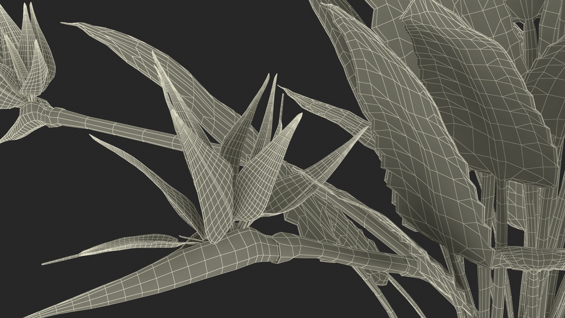 3D Strelitzia Reginae Tropical Plant model