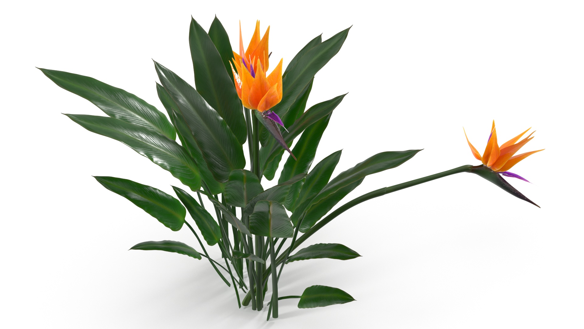 3D Strelitzia Reginae Tropical Plant model