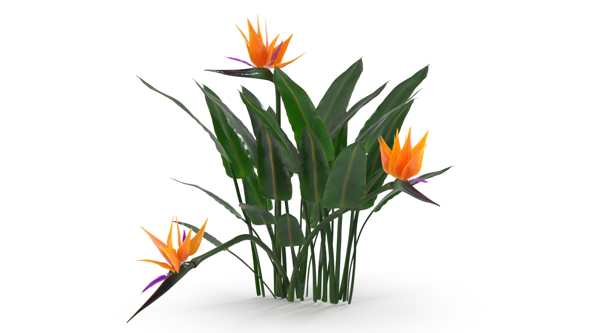 3D Strelitzia Reginae Tropical Plant model
