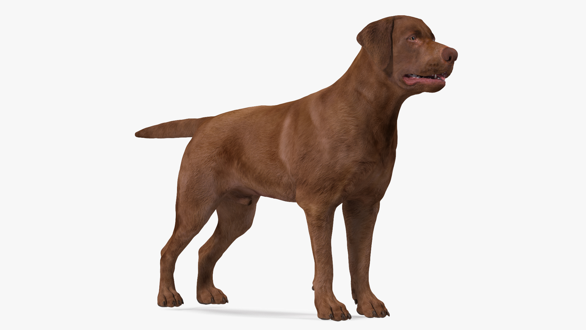 3D model Labrador Dog Brown Rigged