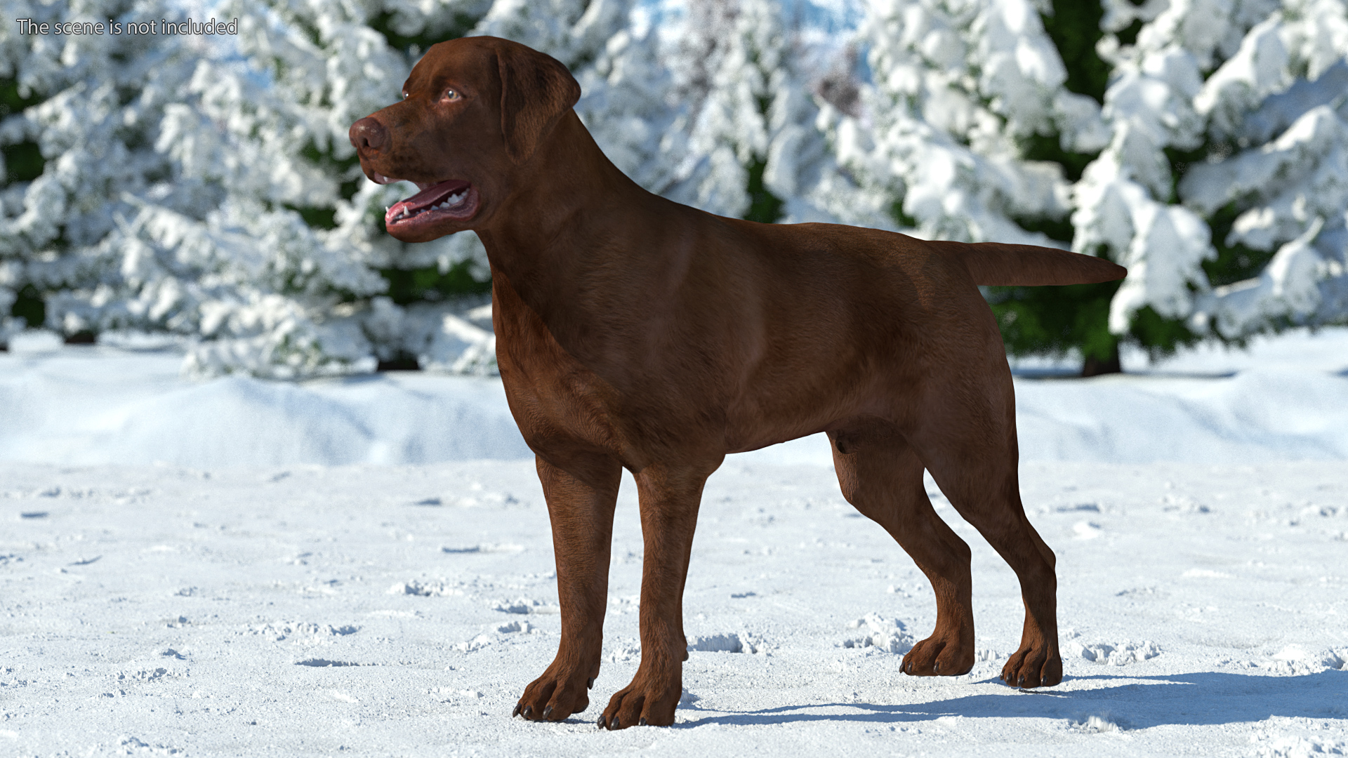 3D model Labrador Dog Brown Rigged