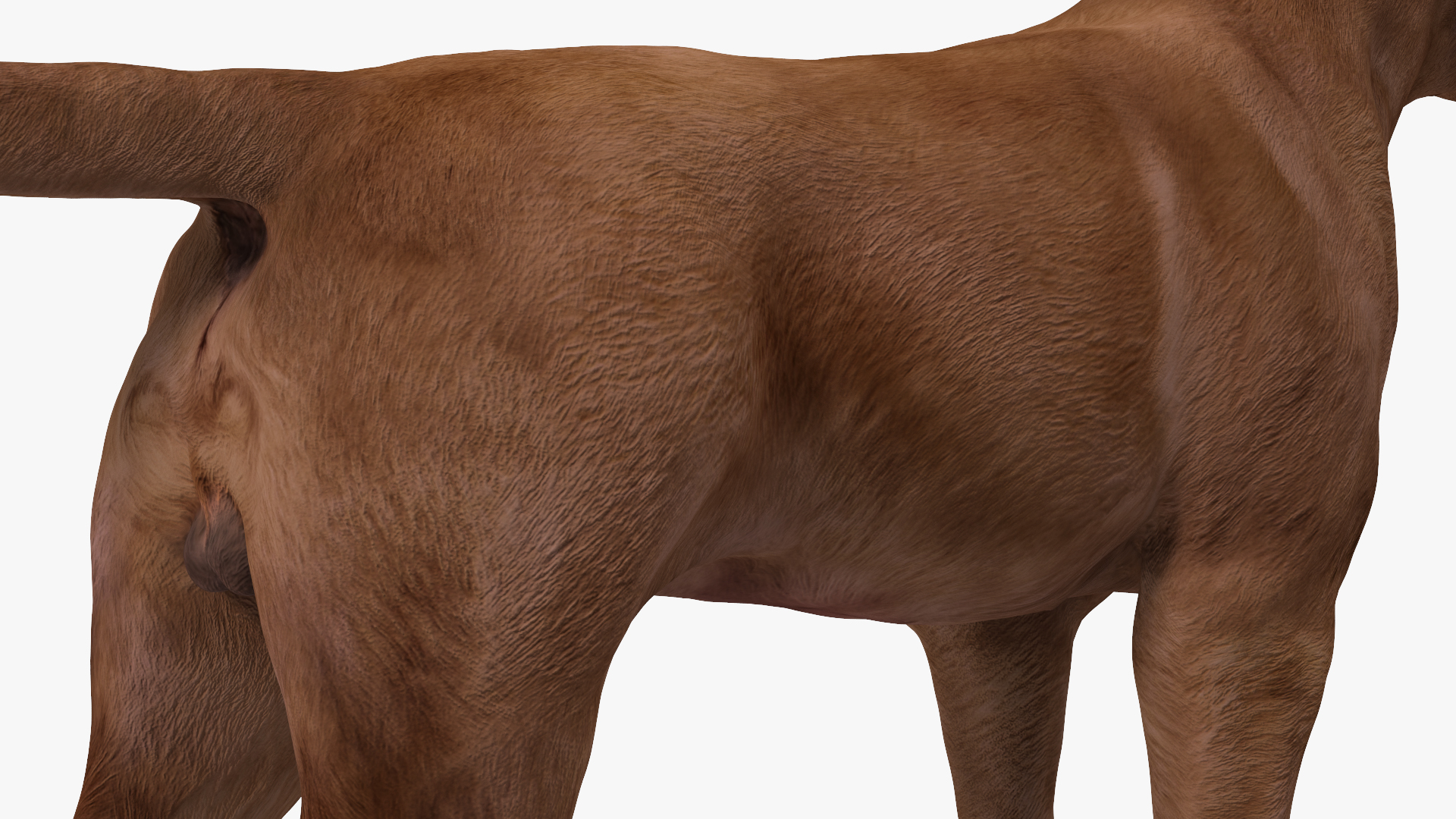 3D model Labrador Dog Brown Rigged