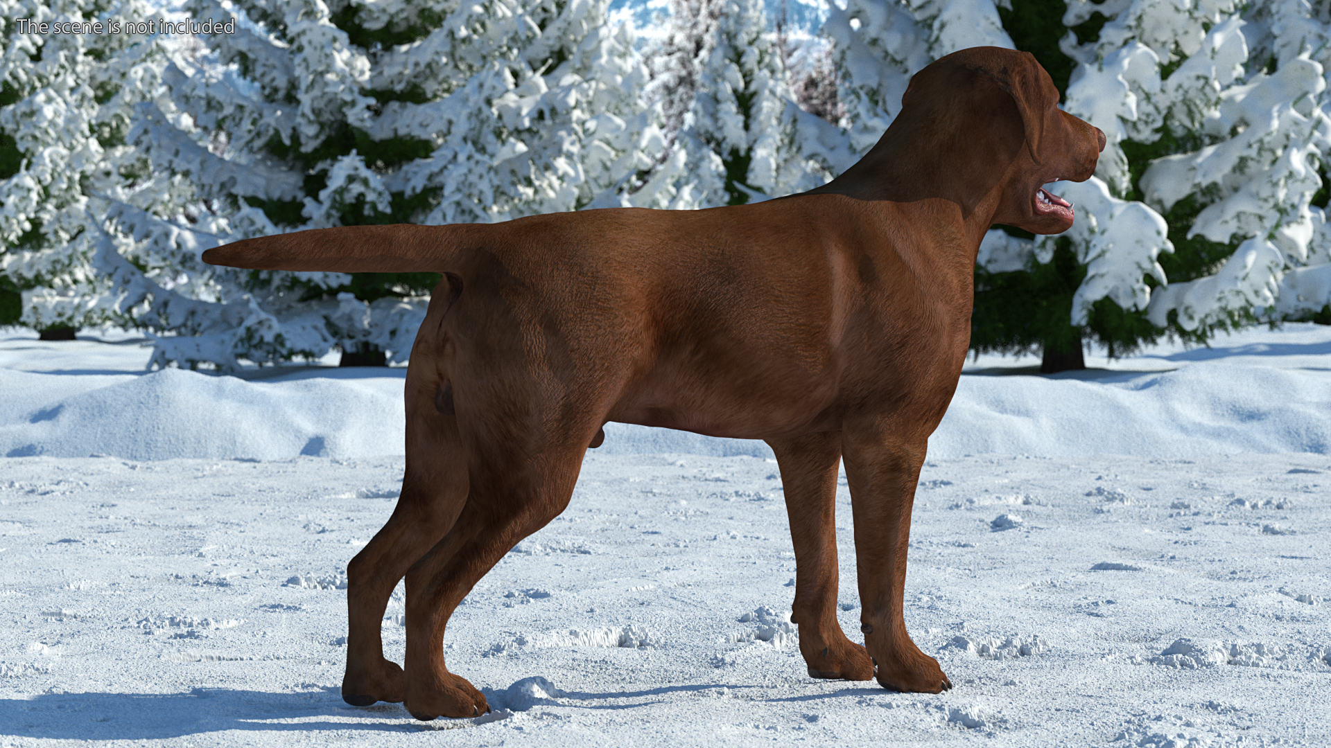 3D model Labrador Dog Brown Rigged