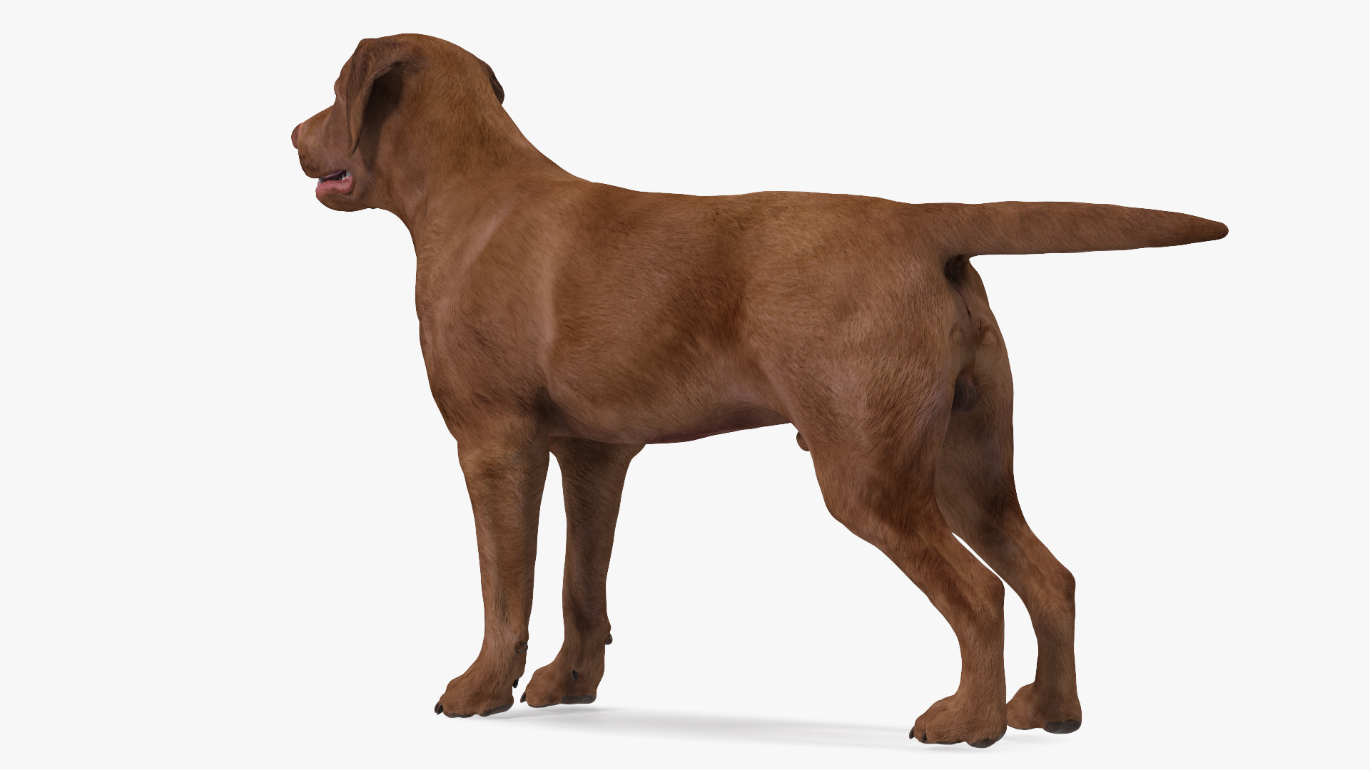 3D model Labrador Dog Brown Rigged