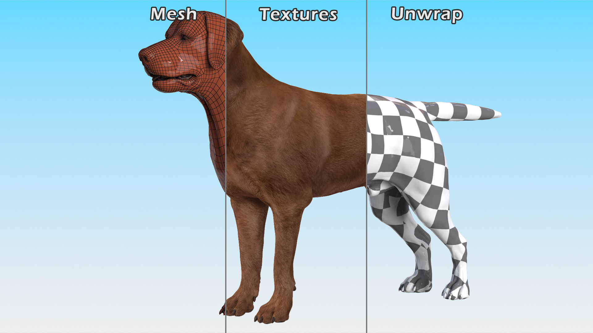 3D model Labrador Dog Brown Rigged