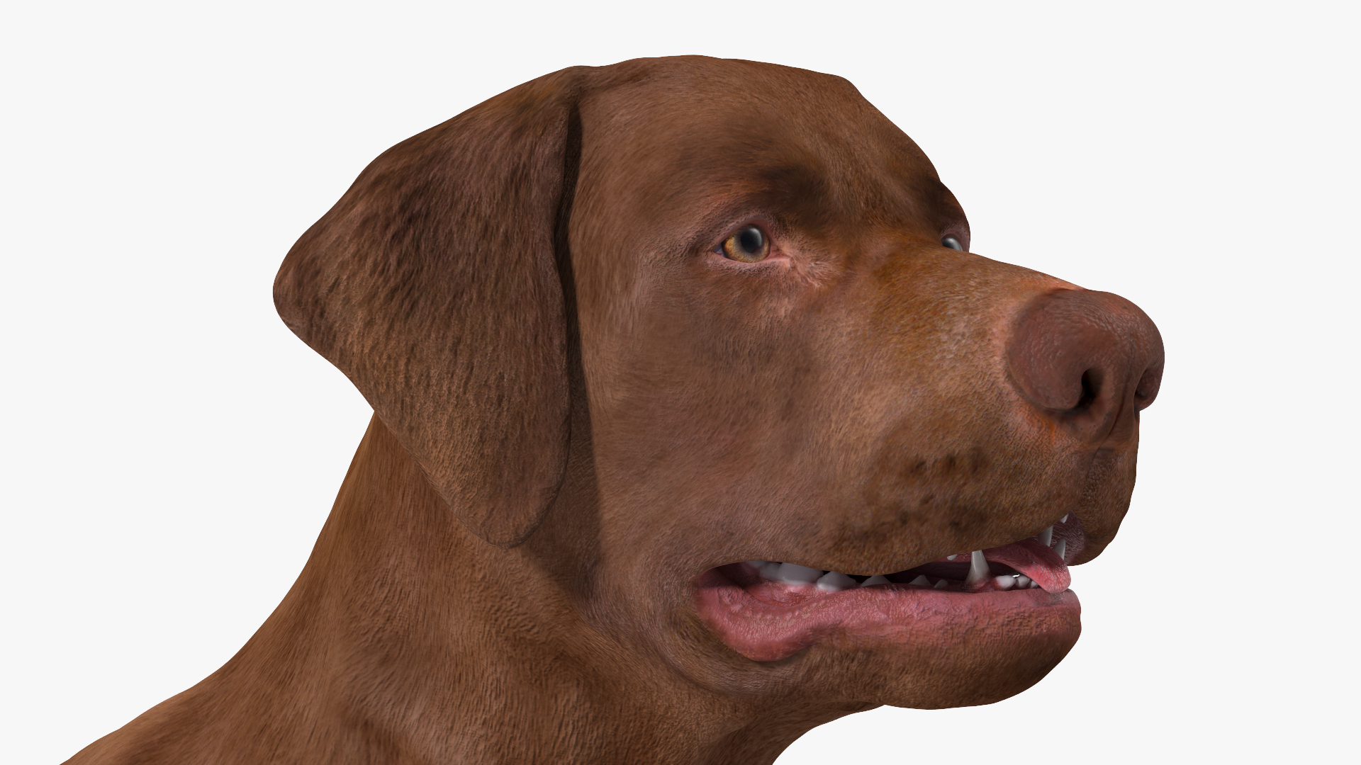 3D model Labrador Dog Brown Rigged